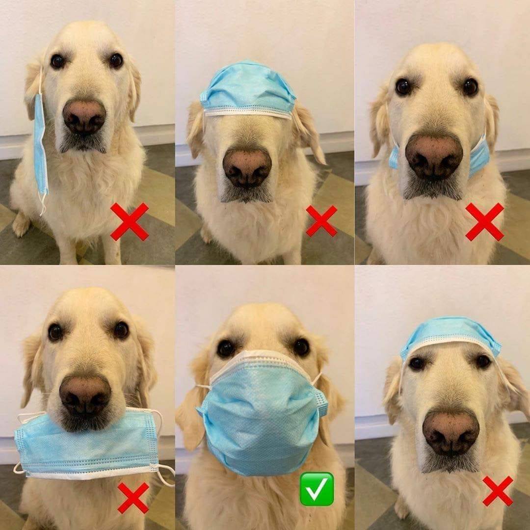 dog wearing coronavirus mask meme