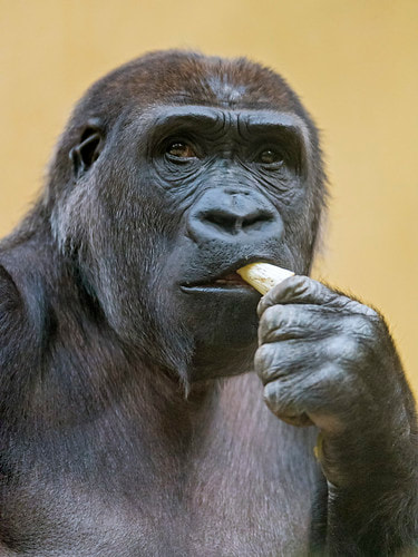 Gorillas sing when eating